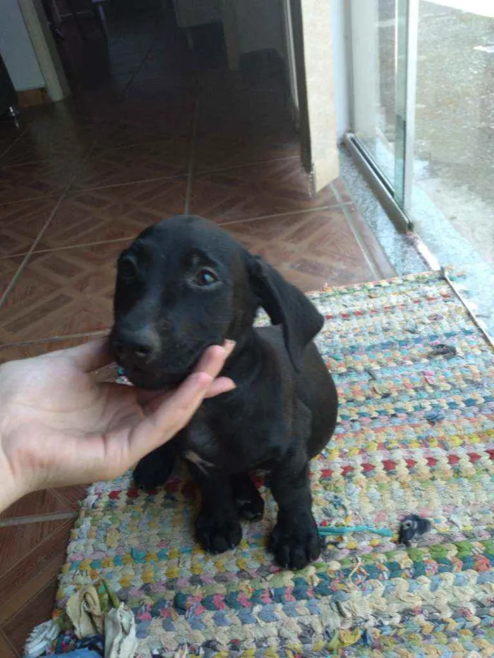 Cachorro ra a Indefinida idade 2 a 6 meses nome Sem nome