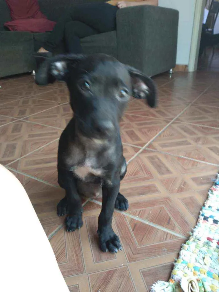 Cachorro ra a Indefinida idade 2 a 6 meses nome Sem nome