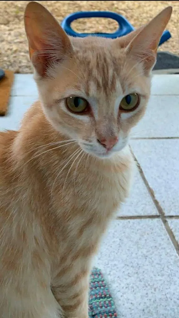 Gato raça srd idade 7 a 11 meses nome Sebastian