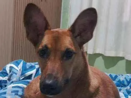 Cachorro ra a Srd idade 7 a 11 meses nome Feroz