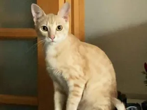 Gato raça srd idade 7 a 11 meses nome Sebastian