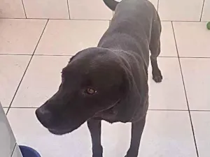 Cachorro raça Labrador mix srd  idade 1 ano nome Thor Labrador mix 