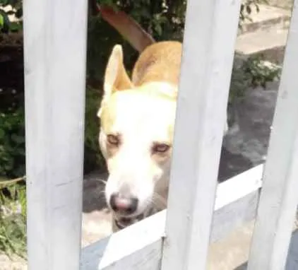 Cachorro ra a Srd idade 1 ano nome Trovão bonzinho 
