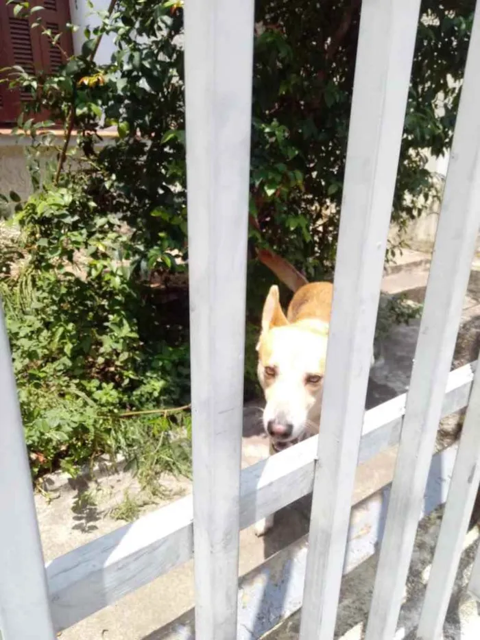 Cachorro ra a Srd idade 1 ano nome Trovão bonzinho 