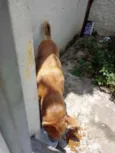 Trovão bonzinho