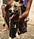 Lili e Zeus 