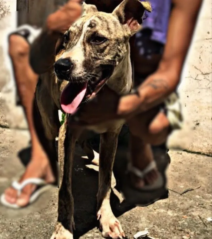 Cachorro raça  idade  nome Lili e Zeus 