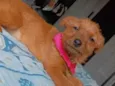 Lili e Zeus 