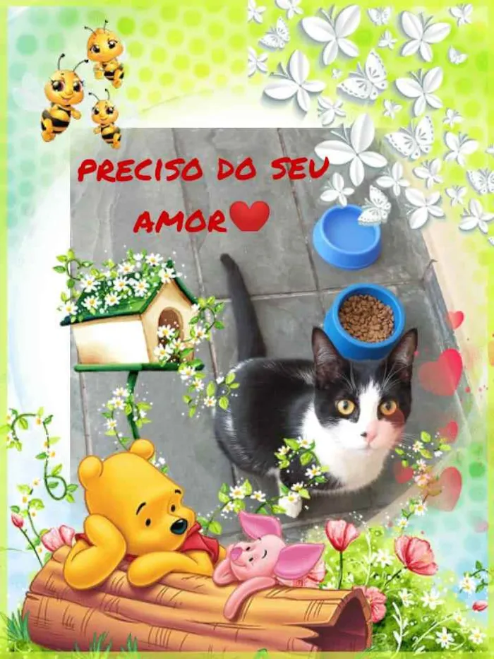 Gato ra a Srd idade 7 a 11 meses nome Tom