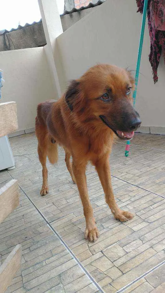 Cachorro ra a Viralata idade 2 anos nome Téo