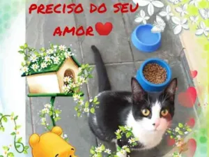 Gato raça Srd idade 7 a 11 meses nome Tom