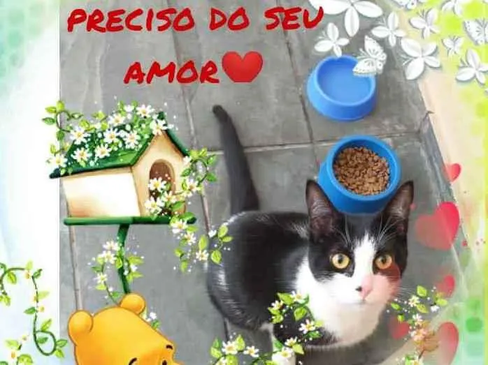 Gato ra a Srd idade 7 a 11 meses nome Tom