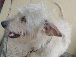 Cachorro raça Viralata idade 2 anos nome Nina