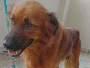 Cachorro raça Viralata idade 2 anos nome Téo