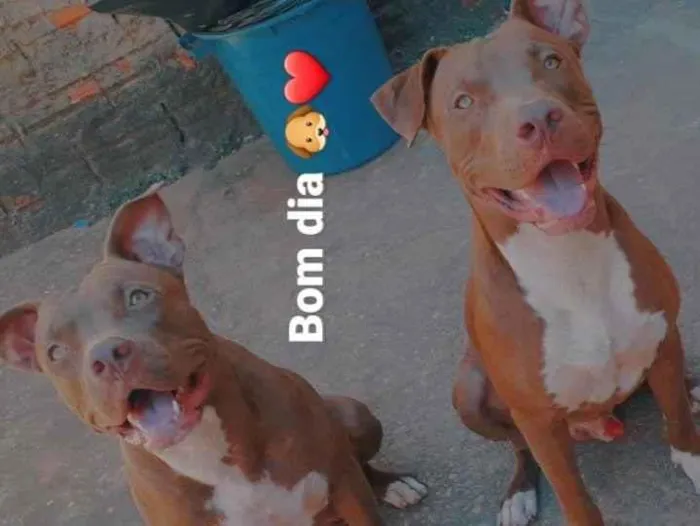 Cachorro ra a Pitbul idade 2 anos nome Comanche
