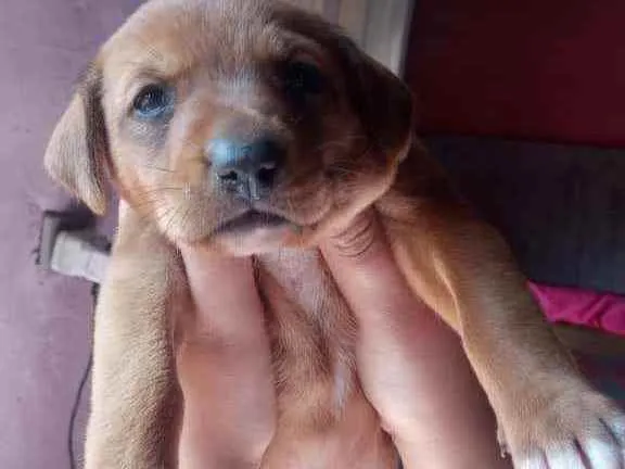 Cachorro raça Vira lata  idade Abaixo de 2 meses nome Bolinha