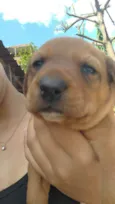 Bolinha