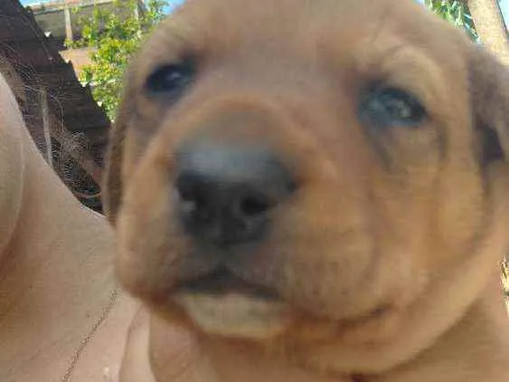 Cachorro raça Vira lata  idade Abaixo de 2 meses nome Bolinha