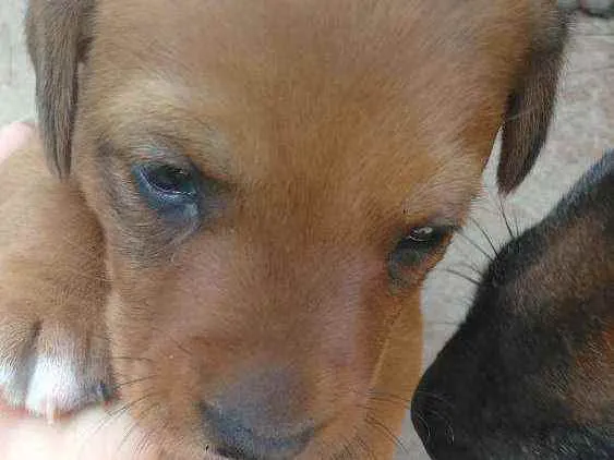 Cachorro raça Vira lata  idade Abaixo de 2 meses nome Bolinha