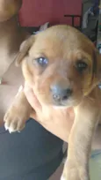 Bolinha