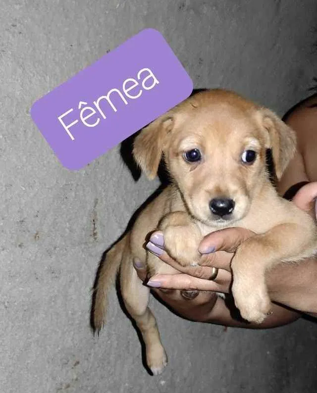Cachorro raça SRD idade 2 a 6 meses nome Sem nome 