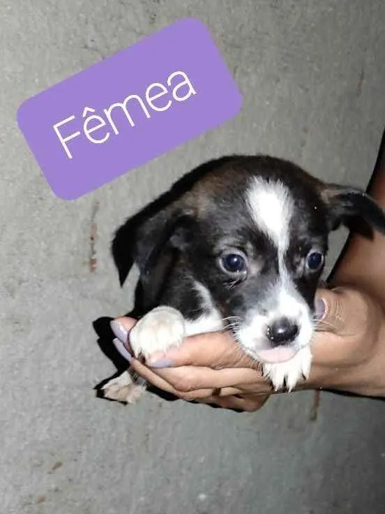 Cachorro raça SRD idade 2 a 6 meses nome Sem nome 