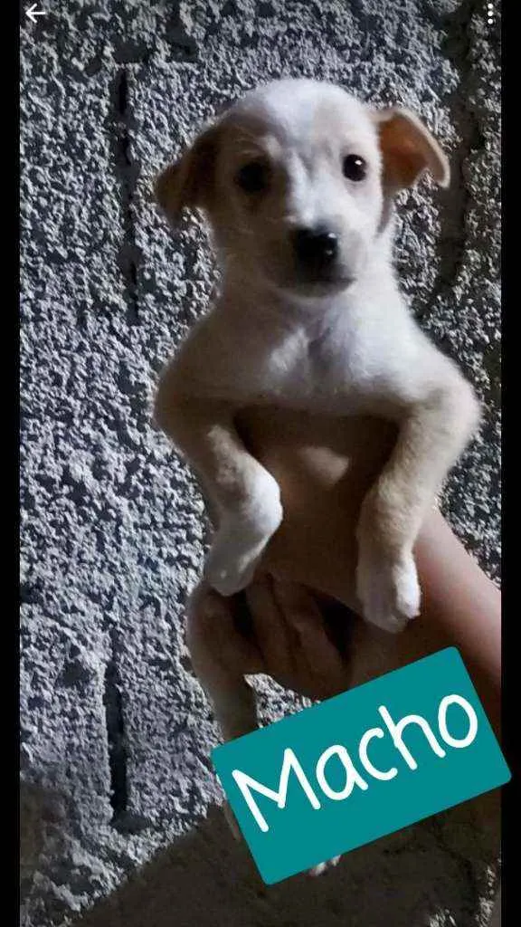 Cachorro raça SRD idade 2 a 6 meses nome Sem nome 