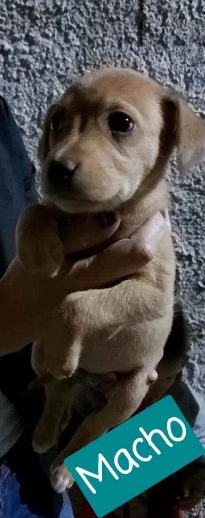 Cachorro raça SRD idade 2 a 6 meses nome Sem nome 