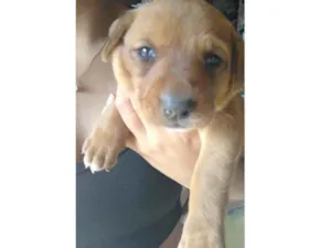 Cachorro raça Vira lata  idade Abaixo de 2 meses nome Bolinha