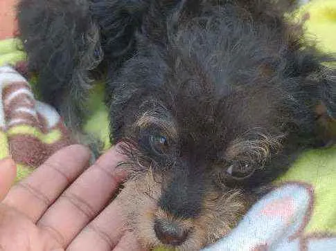 Cachorro ra a SRD idade Abaixo de 2 meses nome Biju