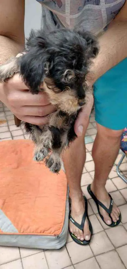Cachorro ra a SRD idade Abaixo de 2 meses nome Biju