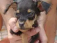 Bilu