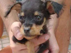 Cachorro raça SRD idade Abaixo de 2 meses nome Bilu