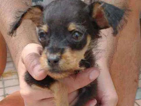 Cachorro ra a SRD idade Abaixo de 2 meses nome Bilu