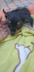 Bilu