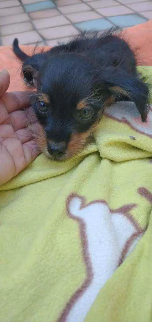 Cachorro ra a SRD idade Abaixo de 2 meses nome Bilu