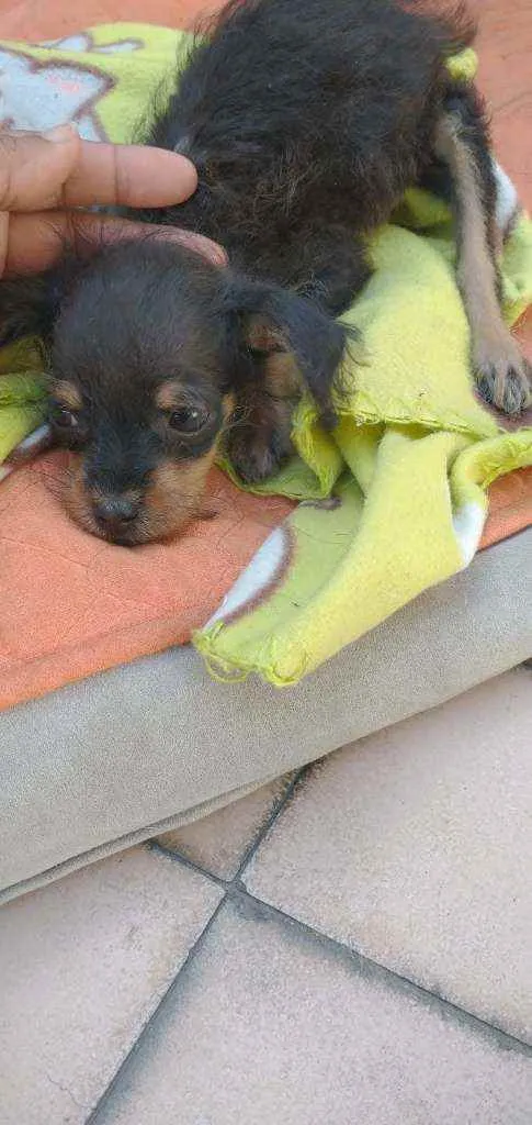 Cachorro ra a SRD idade  nome Manu