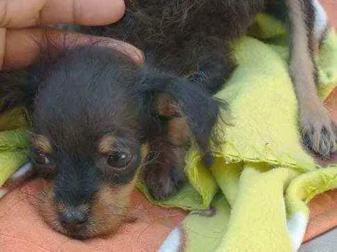 Cachorro ra a SRD idade  nome Manu