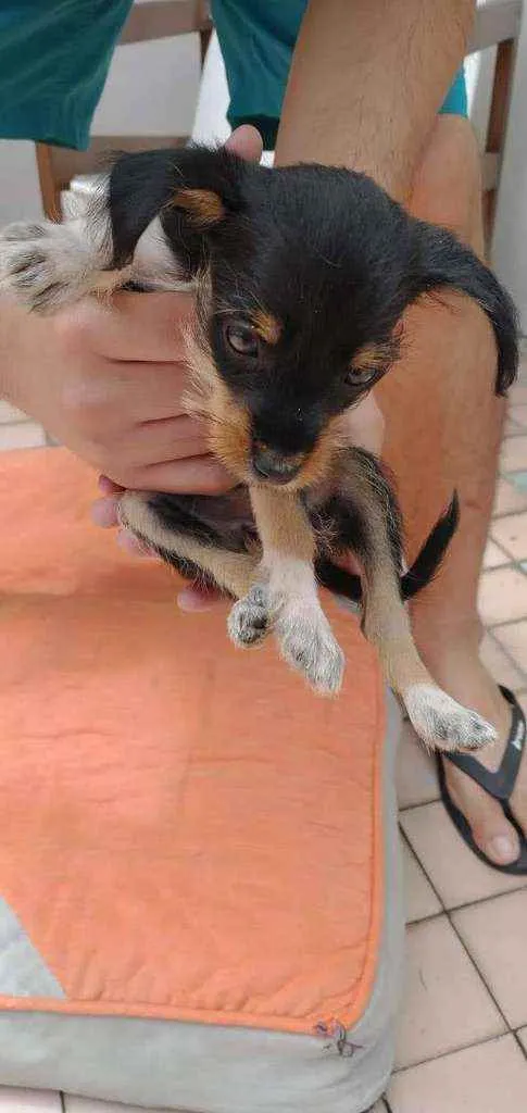 Cachorro ra a SRD idade  nome Manu