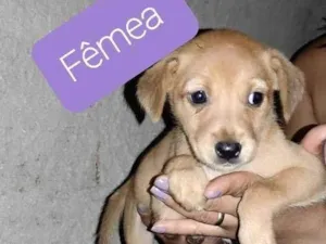 Cachorro raça SRD idade 2 a 6 meses nome Sem nome 