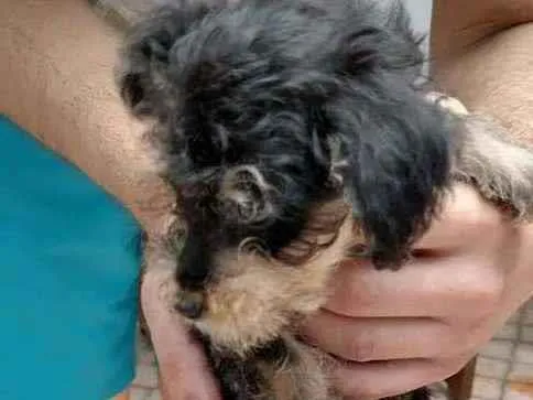 Cachorro ra a SRD idade Abaixo de 2 meses nome Biju