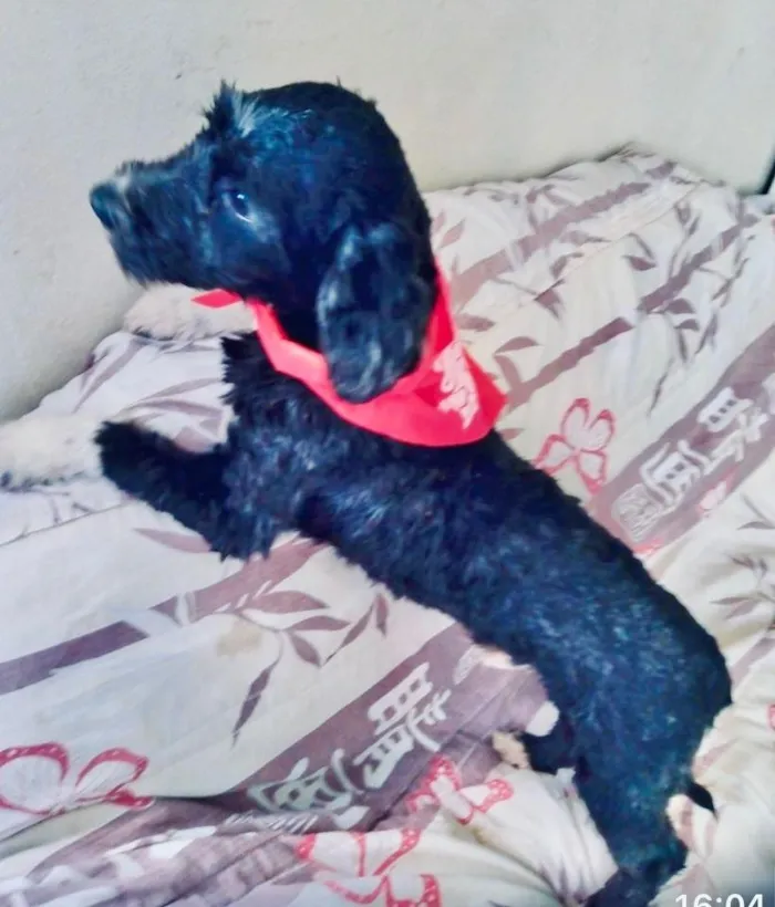 Cachorro raça Poodle idade 1 ano nome BELLO