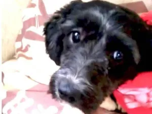Cachorro raça Poodle idade 1 ano nome BELLO