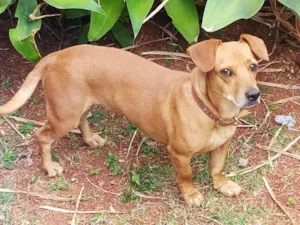 Cachorro raça Srd  idade 4 anos nome Mel