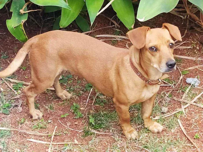 Cachorro ra a Srd  idade 4 anos nome Mel