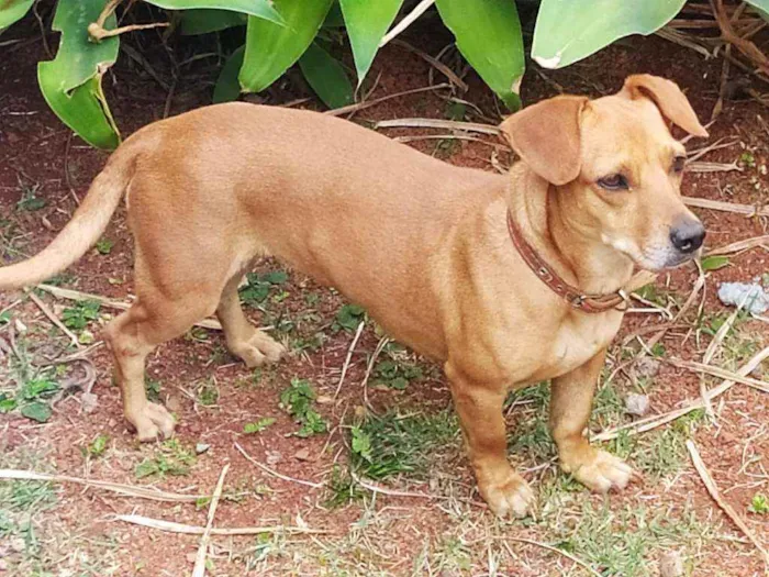 Cachorro ra a Srd  idade 4 anos nome Mel