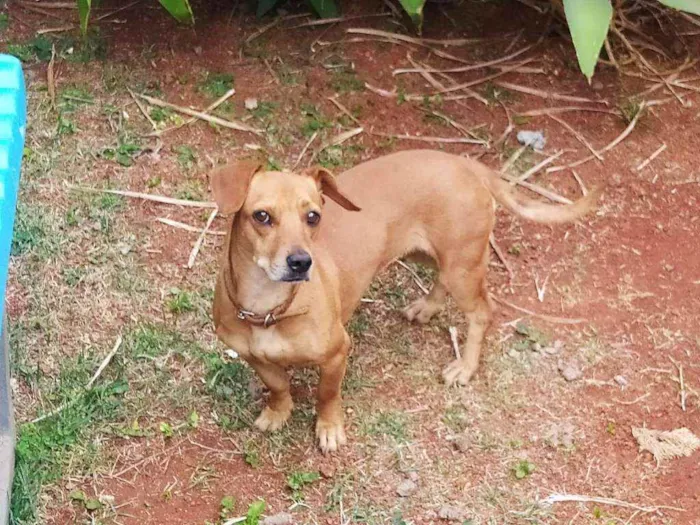 Cachorro ra a Srd  idade 4 anos nome Mel
