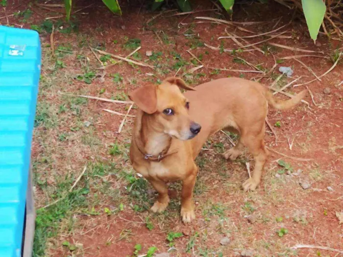 Cachorro ra a Srd  idade 4 anos nome Mel