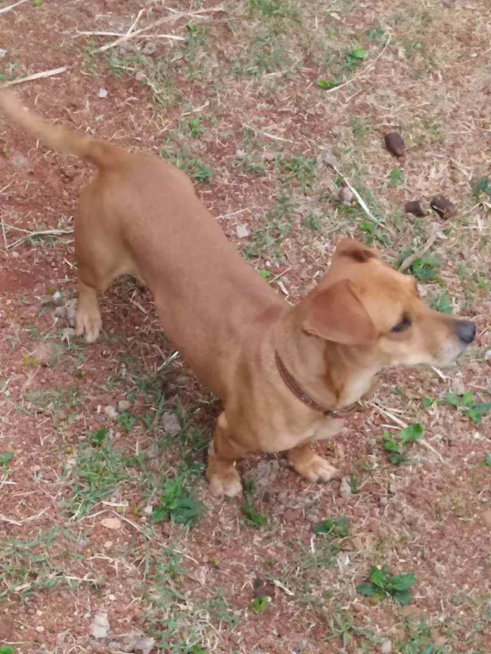 Cachorro ra a Srd  idade 4 anos nome Mel