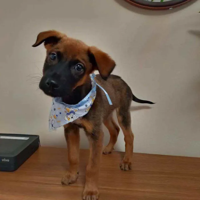 Cachorro raça SRD idade 2 a 6 meses nome Pingado